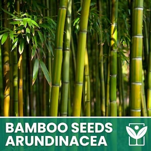 Puede incluir: Un exuberante bosque de bambú con altos tallos verdes y hojas vibrantes. La imagen presenta el texto "BAMBOO SEEDS ARUNDINACEA" en blanco sobre una pancarta verde. Un logotipo blanco está en la esquina inferior derecha.