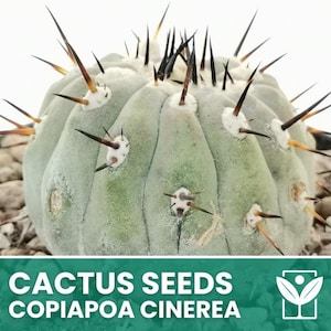 Copiapoa Cinerea – 10 Sementes – Sementes de Cacto, Planta Suculenta, Cactáceas, Flor, Alta Germinação