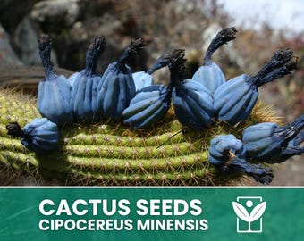 Cipocereus Minensis – 10 Semillas – Semillas de Cactus, Planta Suculenta, Cactáceas, Flor, Alta Germinabilidad