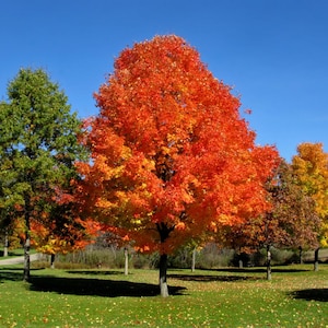 Puede incluir: Una vibrante escena otoñal con un gran árbol de hojas rojas y naranjas, sobre un cielo azul claro. También se ven otros árboles con follaje verde, amarillo y marrón, todo sobre un césped.
