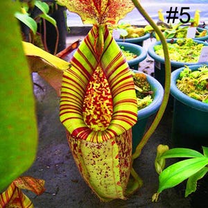 Nepenthes Chaniana – 10 graines – Plante carnivore, plante carnivore unique à urnes, décorative, pour les amateurs de plantes exotiques