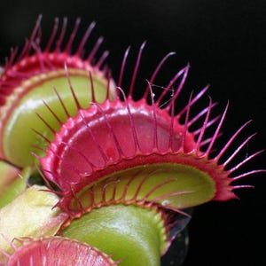 Dionea Rojo Verde – 10 Semillas – Planta Carnívora Rara, Trampas Rojo-Verdes, Ideal para Cultivo en Maceta, Alta Calidad