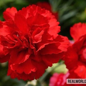 Clavel Rojo – 50 Semillas – Floración intensa, Alta Calidad, Ideal para Bordes y Macetas, Floración Duradera, Sin OMG