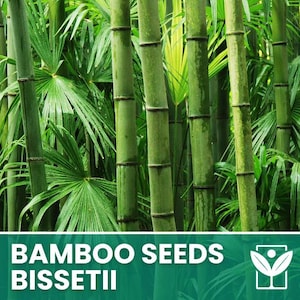 Bissetii Bambu – 10 frön – Bissetii Bambufrön, Sällsynta, Resistenta, Hög Grobarhet, Icke-GMO