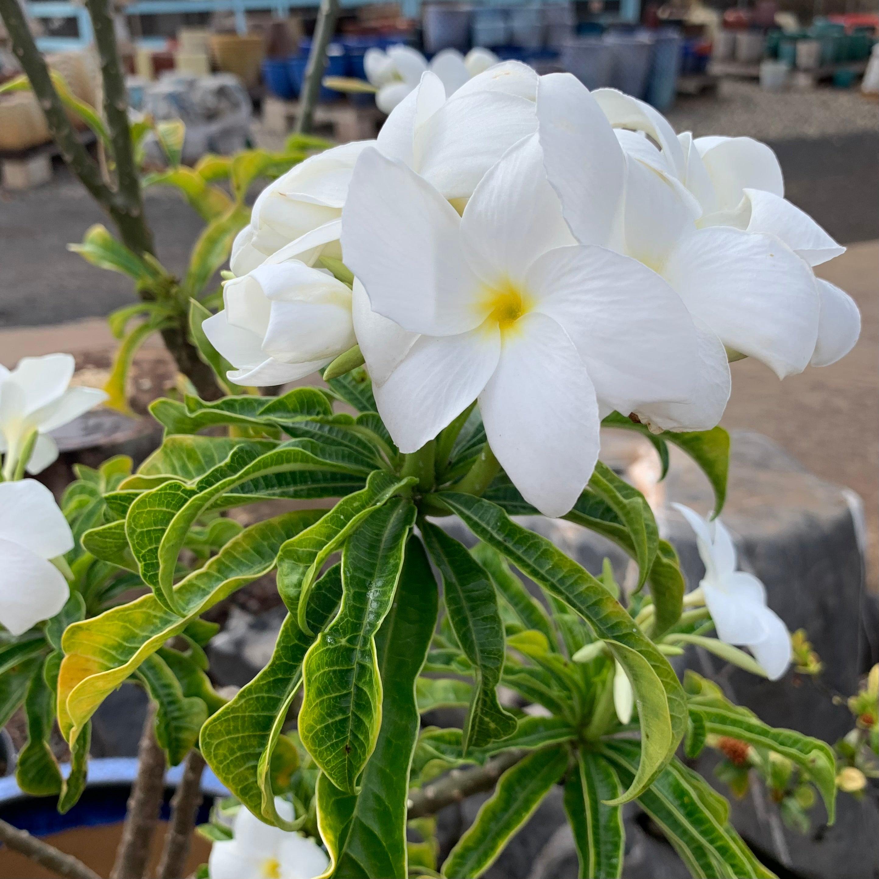 Plumeria pudica - Etsy 日本