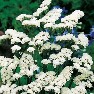 Può includere: Primo piano di fiori di statice bianchi con steli e foglie verdi. I fiori sono raggruppati, creando un aspetto pieno e strutturato. Lo sfondo è un mix di tonalità verdi e blu.