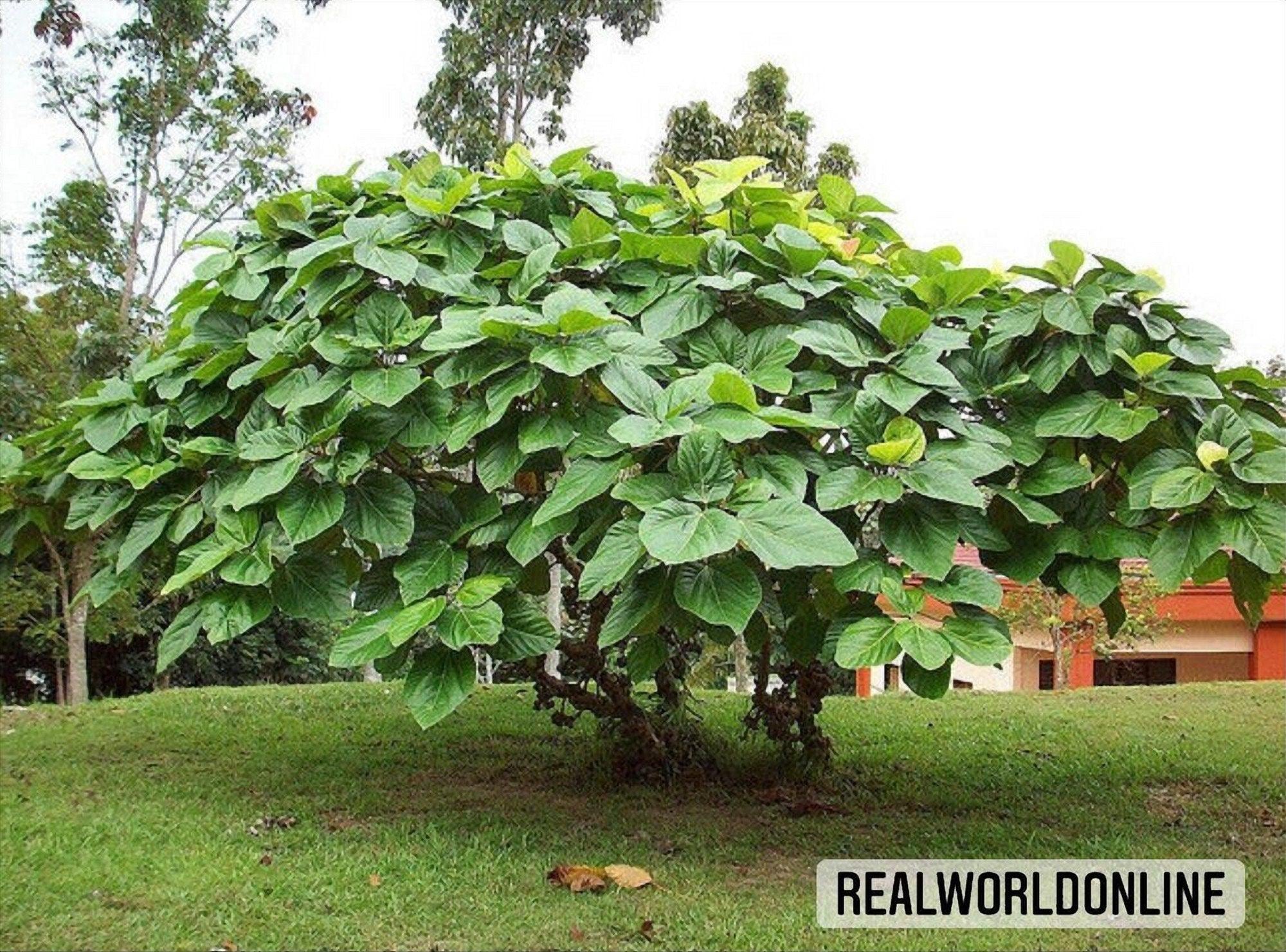 Ficus auriculata - Etsy.de