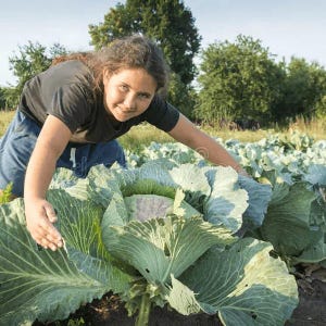 Repollo Gigante – 30 Semillas – Resistente, Alta Germinación, Ideal para Verduras, Sin OMG, Sabor Intenso