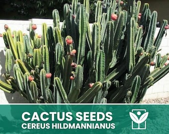 Peruvian Apple Cactus Cereus Repandus - Etsy 日本