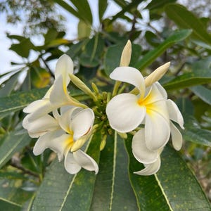 Plumeria obtusa – 10 Samen, immergrün, weiße Blüten, exotisch, pflegeleicht, hohe Keimrate, gentechnikfrei