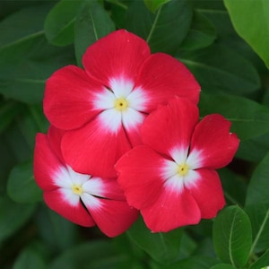 ビンカ・ロッサ – 種子30個 – 深紅の花、グランドカバー、開花期間が長く、花壇や鉢植えに最適、発芽率が高い