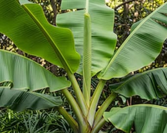 レッドタイガーバナナの種（Musa Sikkimensis）50粒 - Etsy 日本