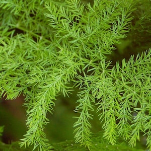 Könnte beinhalten: Nahaufnahme von leuchtend grüner, farnähnlicher Belaubung. Das Bild zeigt die zarten, nadelförmigen Blätter der Pflanze, die ein dichtes, strukturiertes Aussehen erzeugen. Die leuchtend grüne Farbe deutet auf eine gesunde, gedeihende Pflanze hin, ideal für einen Hauch von Natur.