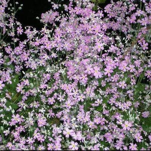 Primula Malacoides – 30 zaden – Sierbloem, hoge kiemkracht, ideaal voor tuin en potten, niet-GMO