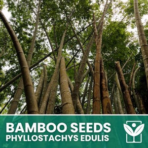 Op de afbeelding: Een afbeelding van bamboestengels die naar de hemel reiken, met groene bladeren op de achtergrond. De afbeelding bevat de tekst "BAMBOO SEEDS PHYLLOSTACHYS EDULIS" in witte letters op een groene banner.