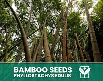 巨大孟宗竹 Phyllostachys pubescens 150粒 - 種子 - Etsy 日本