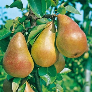 May include: Several ripe pears with smooth, golden-brown and reddish skin hanging from a tree branch. The pears are teardrop-shaped and surrounded by vibrant green leaves. The fruit is clustered together on the woody stem of the fruit tree.