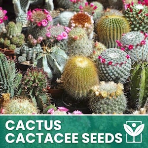Peut inclure: Une collection variée de cactus en pot de formes et tailles différentes, présentant des textures vertes, jaunes et brunes avec des fleurs roses et jaunes. L'image inclut le texte CACTUS CACTACEE SEEDS et une icône blanche de plante encadrée.