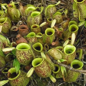 Può includere: Un gruppo di piante carnivore con numerose trappole bulbose color verde lime e motivi maculati marrone rossastro. Ogni ascidio presenta un'ampia apertura circolare con un bordo liscio e piccoli appendici pallide simili a foglie sui lati.