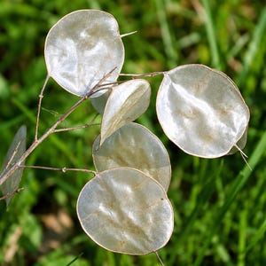 Può includere: Un fusto di pianta Lunaria annua con diversi baccelli traslucidi, bianco-argento e a forma di moneta. I dischi piatti e cartacei sono disposti lungo sottili steli marroni ramificati, mostrando una consistenza delicata e una forma circolare.