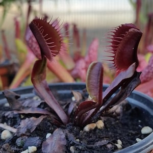 Dionea Akay Ryu – 10 Semi – Pianta Carnivora Rara, Trappole Rosse, Ideale per Coltivazione in Vaso, Alta Qualità