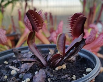 Dionea Akay Ryu – 10 Semillas – Planta Carnívora Rara, Trampas Rojas, Ideal para Cultivo en Maceta, Alta Calidad
