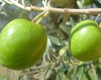 Nocellara del Belice olijf – 15 zaden – Zeldzame sierplant, eetbare vruchten, hoge kwaliteit, niet-GMO