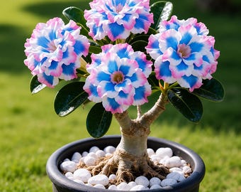 Op de afbeelding: Een woestijnroos in een pot met vier grote, gelaagde bloemen met levendige blauwe centra en zachtroze omrande witte bloemblaadjes. De plant heeft een dikke, houtachtige stam en donkergroene bladeren, met witte decoratieve stenen op de aarde.