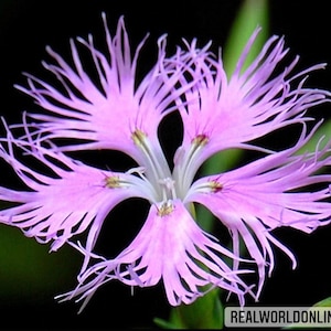 Dianthus Superbus – 50 Samen – Nelkenblume, Tropenpflanze, Hohe Qualität