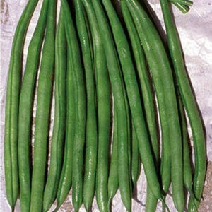 Op de afbeelding: Een bundel verse, levendige groene bonen. De bonen zijn lang, slank en hebben een gladde textuur. Ze zijn in een losse bundel gerangschikt, wat hun natuurlijke vorm en kleur laat zien. De afbeelding benadrukt de versheid en natuurlijke uitstraling van het product.