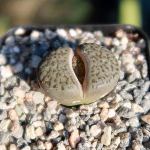 May include: A close-up shot of a Lithops plant, a type of succulent, in a small pot with gravel. The plant has a split, two-lobed form with a mottled green and brown pattern. The opening reveals a lighter, pinkish interior.