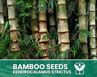 Giant Bamboo Dendrocalamus Strictus – 10 zaden – Giant Bamboo Dendrocalamus Strictus zaden, zeldzaam, structureel, niet-GMO