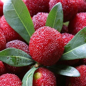 Arrayán chino – 10 semillas, fruto exótico de Myrica rubra, rico en antioxidantes, único, fácil de cultivar, alta germinabilidad, sin OMG
