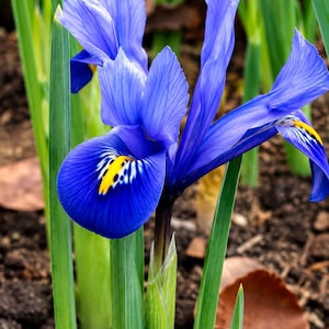 Op de afbeelding: Een levendige blauwe irisbloem met langwerpige bloemblaadjes en een opvallend geel en wit patroon in het midden. De bloem staat op een groene stengel omringd door slanke, rechtopstaande groene bladeren, met andere blauwe irissen op de achtergrond.
