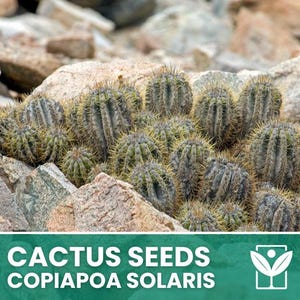 Copiapoa Solaris – 10 Samen – Kaktussamen, Sukkulente Pflanze, Kakteengewächse, Blume, Hohe Keimfähigkeit