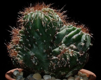 Peruvian Apple Cactus Cereus Repandus - Etsy 日本