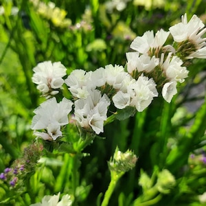 Peut inclure: Gros plan sur des fleurs blanches aux pétales délicats et superposés. Les fleurs sont regroupées sur des tiges vertes, sur fond de feuillage vert. L'image capture la beauté naturelle des fleurs.