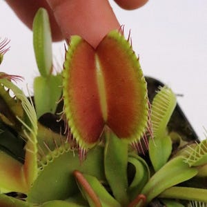 Dionaea Slack's Giant – 10 graines – Plante carnivore rare, pièges géants, haute qualité, sans OGM, idéale pour les amateurs.