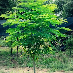 Puede incluir: Un árbol joven con hojas verdes y plumosas, en un entorno natural al aire libre. El follaje del árbol es de un verde brillante, contrastando con el tronco marrón y la vegetación circundante. La imagen está tomada a la luz del día.