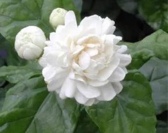 Jazmín Sambac – 30 semillas, jazmín árabe, flores intensas, té, fácil de cultivar, alta germinación, sin OMG