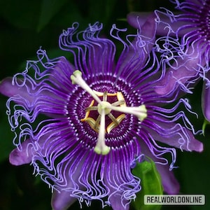 Passiflora Incarnata – 10 Semi – Pianta Tropicale, Fiore Esotico, Alta Germinabilità, Ideale per Giardino, Non-GMO