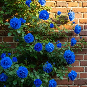 Puede incluir: Un rosal trepador con vibrantes rosas azules contra una pared de ladrillos rojos. Las rosas están en plena floración, mostrando sus pétalos superpuestos. El follaje verde exuberante contrasta con las flores azules brillantes, creando una escena atractiva.