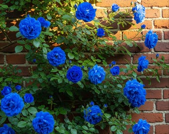 Rosal trepador azul – 30 semillas – Rosal trepador de flores azules, vigoroso, ideal para arcos y cercas, alta germinación