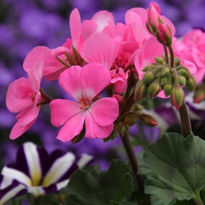 May include: A close-up shot of a cluster of bright pink geranium flowers, showcasing their delicate petals and a hint of white in the centre. Green buds and leaves are also visible. The background is a soft purple, creating a lovely contrast.