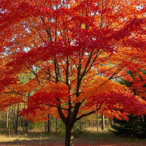 Acer Rubrum – 10 Seeds – Red Maple, Rare, High Quality, Ornamental Plant, Ideal for Garden, Non-GMO