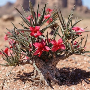 May include: A desert plant with a thick, textured, woody base and long, slender, grey-green leaves. The plant features multiple vibrant, five-petaled red flowers with white centres, growing in a cluster from the central stem structure.
