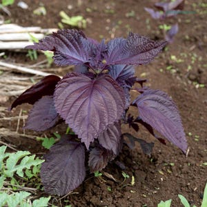 Shiso – 30 zaden – Aromatische bladeren, rood of groen, gebruikt in de Aziatische keuken en als decoratie.