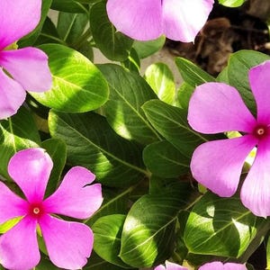 ピンクビンカ – 種子30個 – 装飾花、発芽率が高い、花壇や鉢植えに最適、非遺伝子組み換え