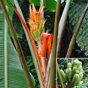 Könnte beinhalten: Nahaufnahme einer tropischen Pflanze mit leuchtend orangefarbenen Blüten und grünen Bananen. Das Bild zeigt die grünen und braunen Stiele der Pflanze sowie das üppige grüne Laub im Hintergrund. Eine lebendige Szene.