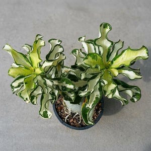 Pode incluir: Uma planta Adenium obesum em vaso com dois caules distintos e folhas muito onduladas e crespas. A folhagem apresenta um padrão variegado de branco creme, amarelo pálido e verde floresta profundo, crescendo num vaso circular escuro.